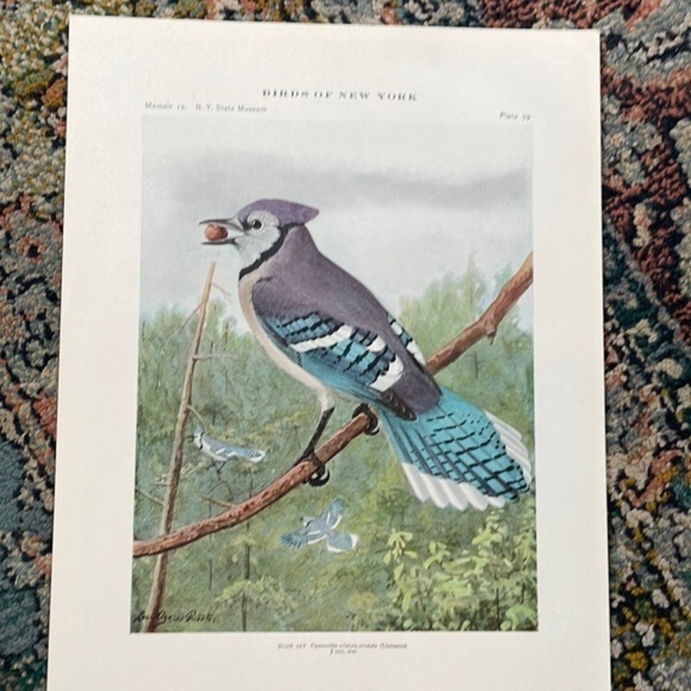 Antique Ornithological Bird Print Original Blue Jay